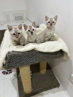 bundara-snow-bengal-kittens-2026 Three blue-eyed snow Bengal kittens from Bundara Talini and Bundara George